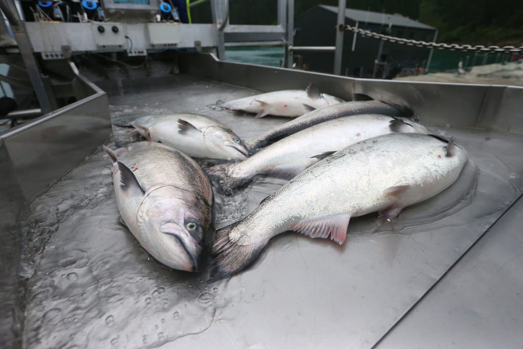 02032017 News , Photo : Scott Hammond/Fairfax NZ
New Zealand King Salmon
Clay Point farm
Tory Channel
Queen Charlotte Sound.
Salmon are harvested with an 'continuous flow' pumping system.
Salmon