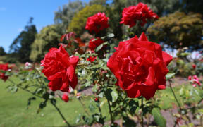 Pollard Park is unfortunately suffering with vandalism at the moment, with people coming in at night and at the weekend pulling out annuals and harvesting flowers.