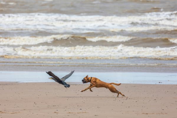 A large dog chasing a bird on a beach.
