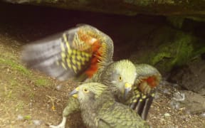 Two kea chicks outside their nest in the Rainbow Conservation Area.