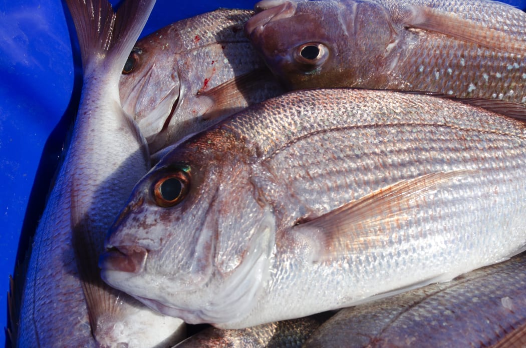 New Zealand seafood: a bin full of snapper