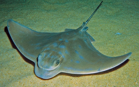 Spotted shags (top) and an eagle ray.