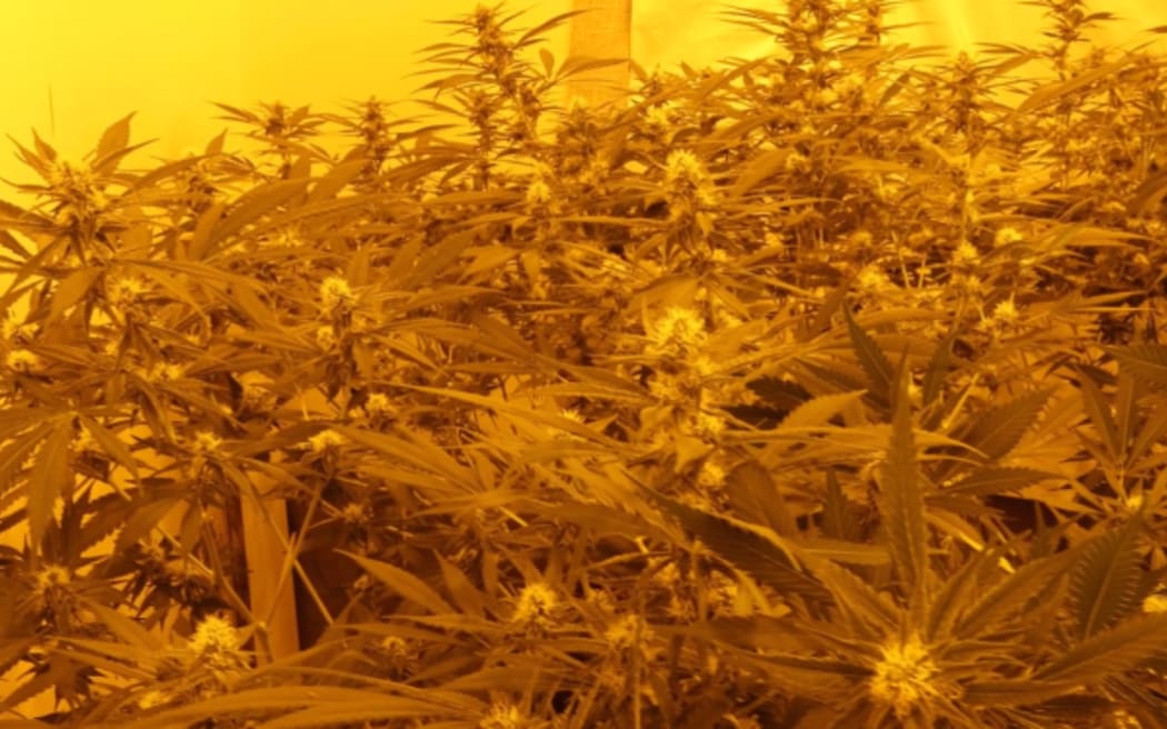 A grow house uncovered by Police.
