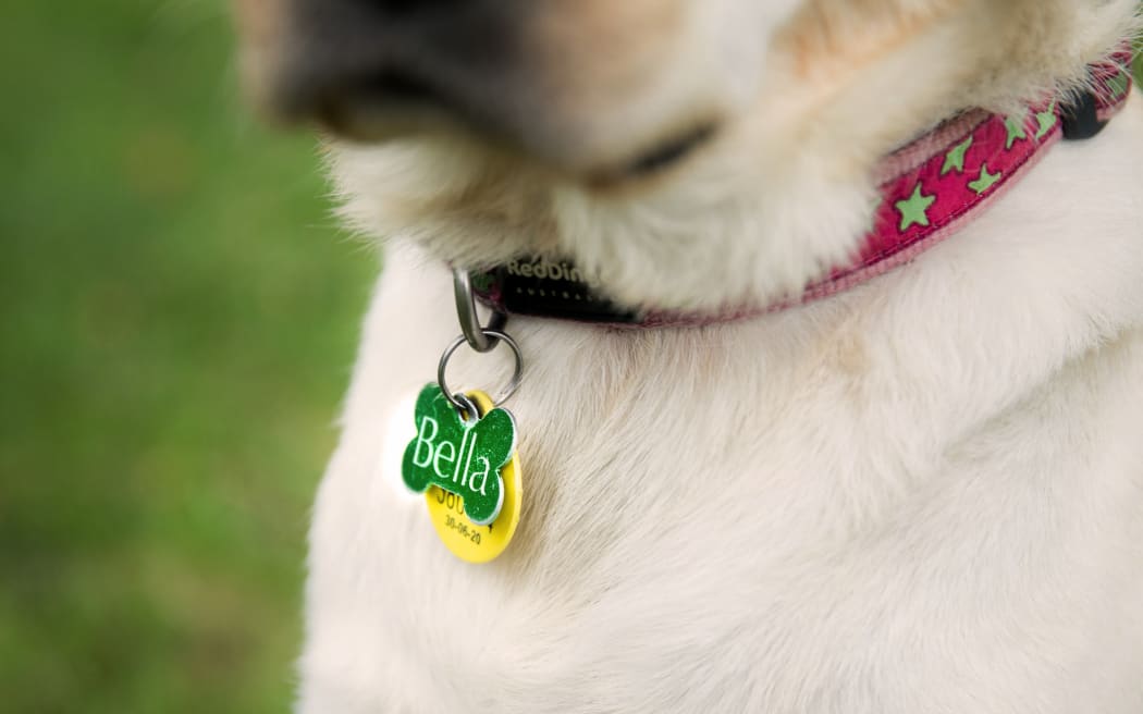 Close-up of a dog tag round a yellow labrador's neck that says 'Bella'