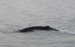 A whale was refloated several times at Caroline Bay in Timaru but continued to beach and died.