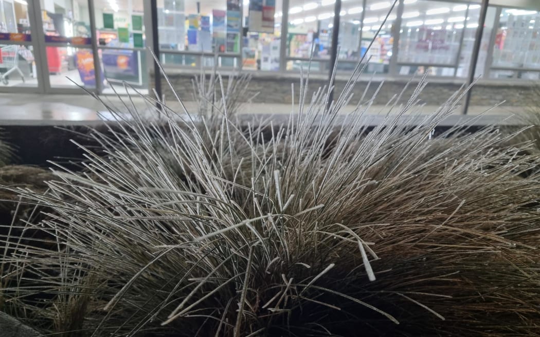 A frozen tussock in Twizel's town centre, July 2024.