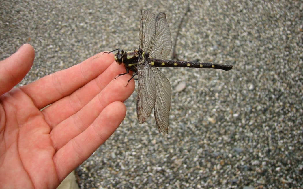 Bush giant dragonfly