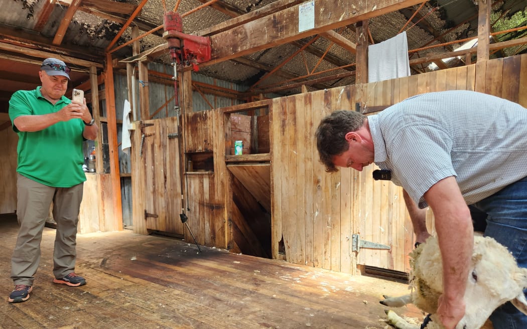 Bradley demonstrates how to shear