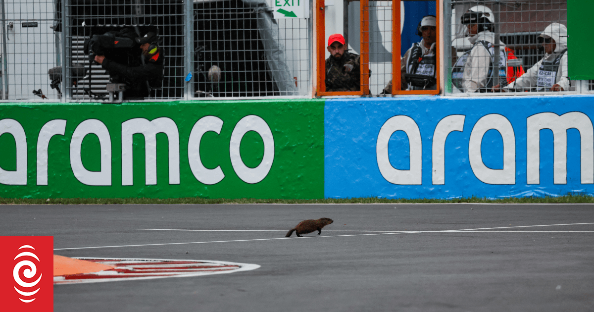 Lewis Hamilton devastated after running over groundhog RNZ News
