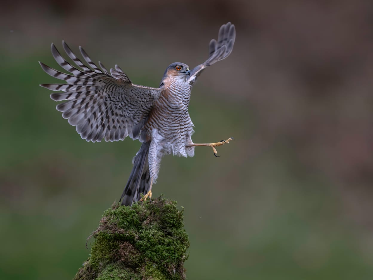 Animal crackers: Finalists for the Comedy Wildlife Photography Awards ...