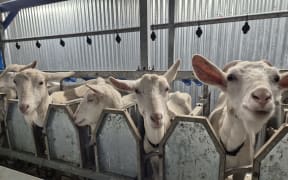 It's time for milking at The Brooklyn Creamery, outside Wellington.