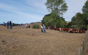 Visitors to the NZ Hereford Conference 2020.