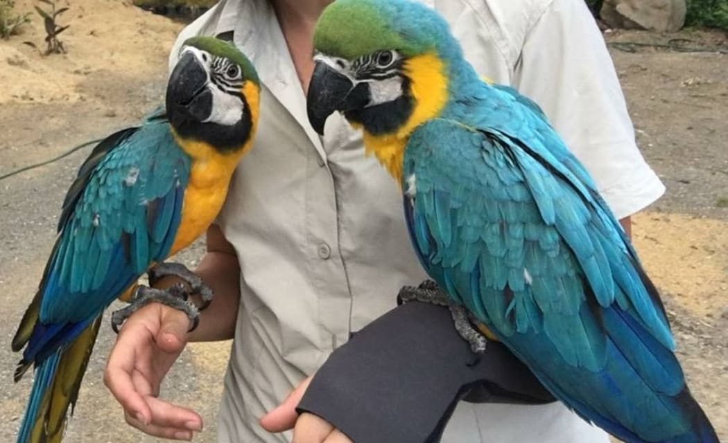 The Auckland Zoo macaws
