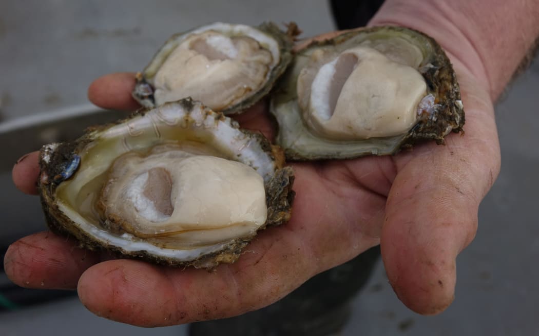 Oysters pulled up from Big Glory Bay.