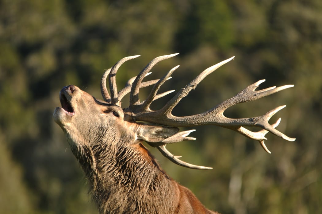A red deer stag on the West Coast roars during its mating season.