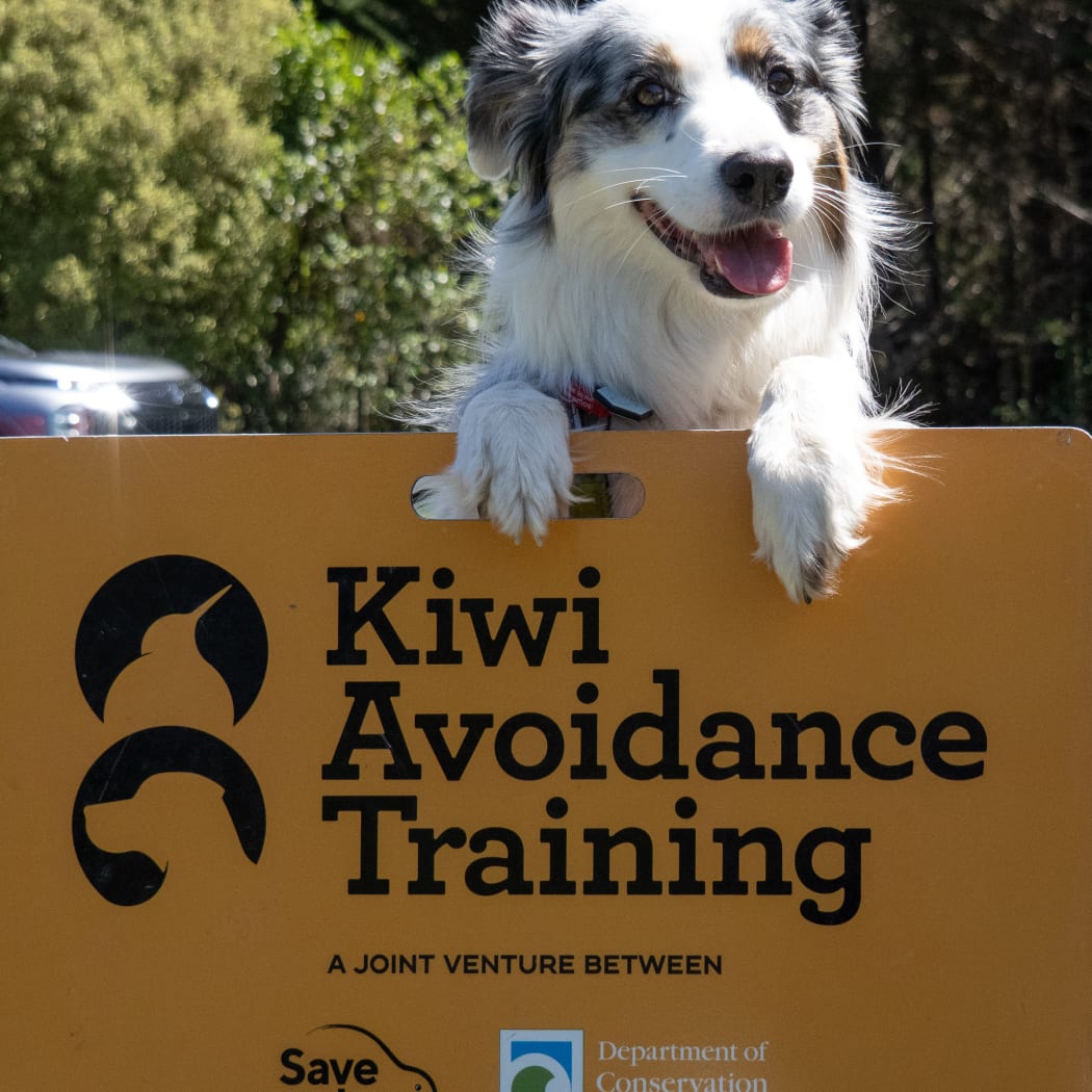 Kiwi avoidance training