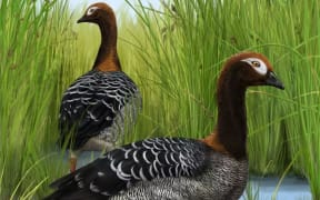 An artist’s impression of the St Bathans goose that once lived in New Zealand. Sasha Votyakova/Te Papa Tongarewa, CC BY-NC-SA