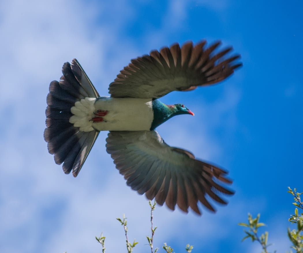 Kereru in flight.