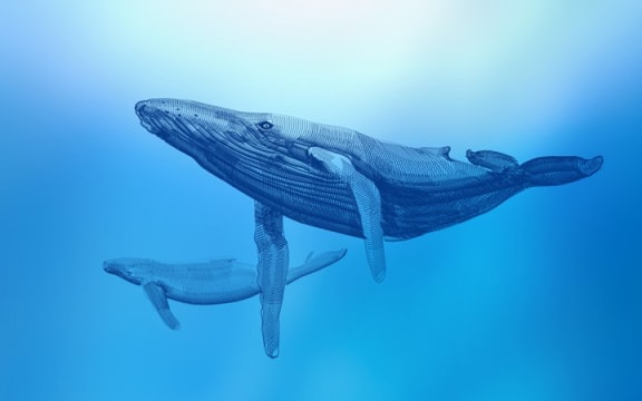 Voice of the Whale, Aotearoa Festival of the Arts 2022