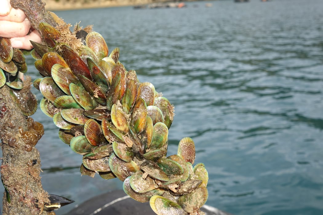 Baby mussels.