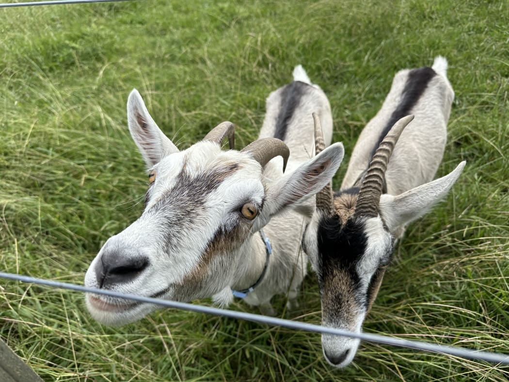 Goats in Pick Your Own Chestnuts Farm