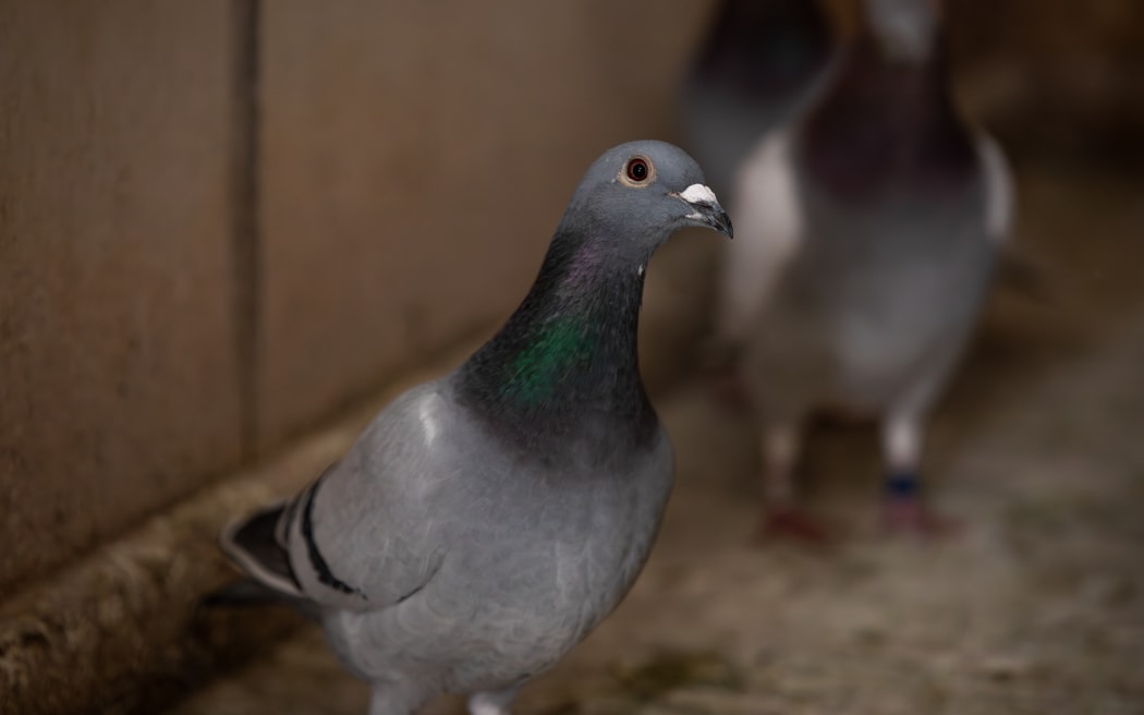 Andrew and Gavin Fry, pigeon fanciers
