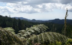 Looking towards Russell State Forest from Puhipuhi Hills