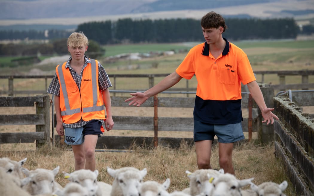 The first year of Pāmu's apprenticeship programme offers a broad foundation before apprentices specialise in either dairy or livestock in their second year, with a guaranteed permanent role at Pāmu upon completion.
