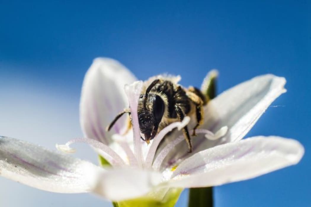 Bee on flower
