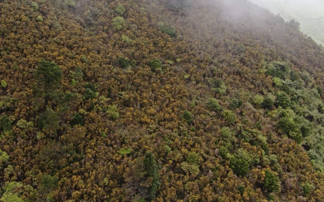 Image of land with gorse and some regenerating native shrubs and trees.