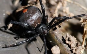 Spider venom targets nervous system, which means it could be used to treat it as well.