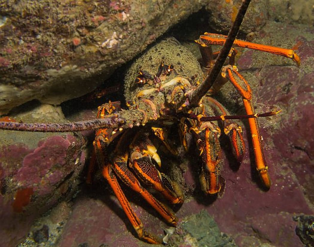 Large crayfish are capable of eating quite large sea urchins, and are effective at controlling sea urchin populations.