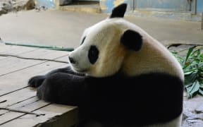 Juxiao's cubs were put into incubators while the panda regained her strength.