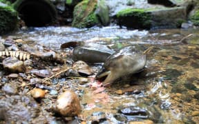 Small longfin eel.