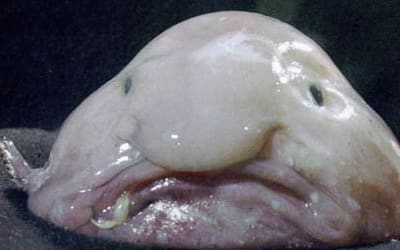 The blobfish