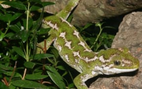 A male native jewelled gecko.
