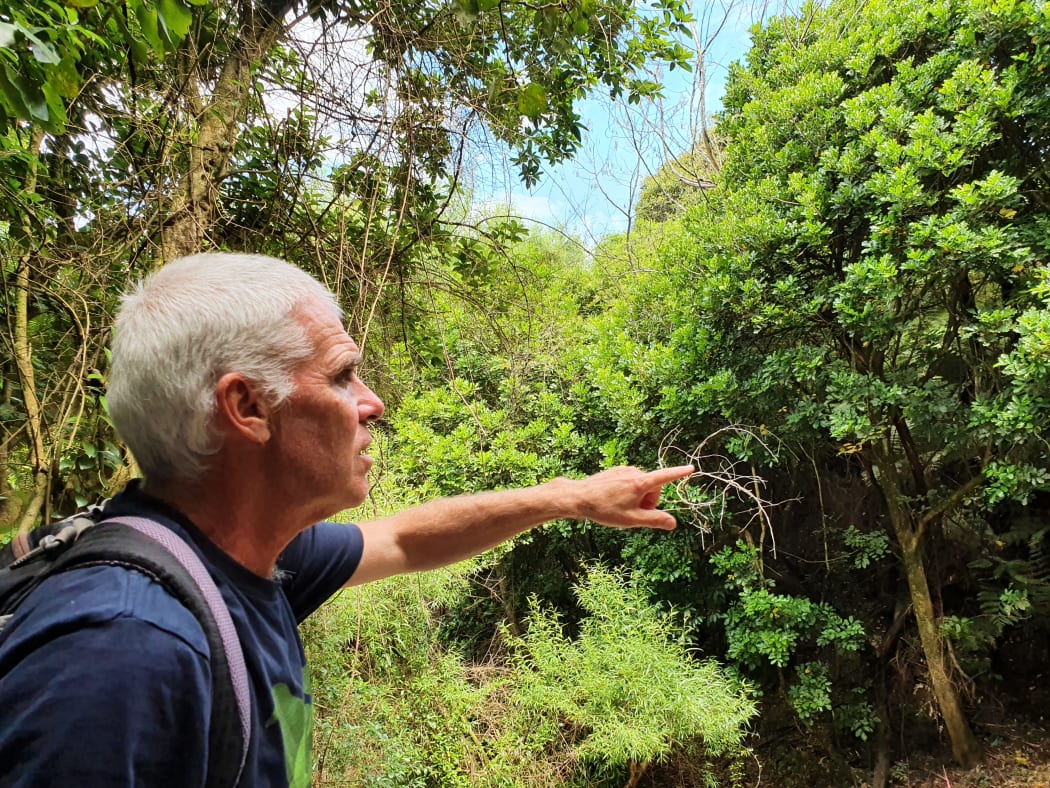 Edward Duff in the threatened Kohimarama Forest.