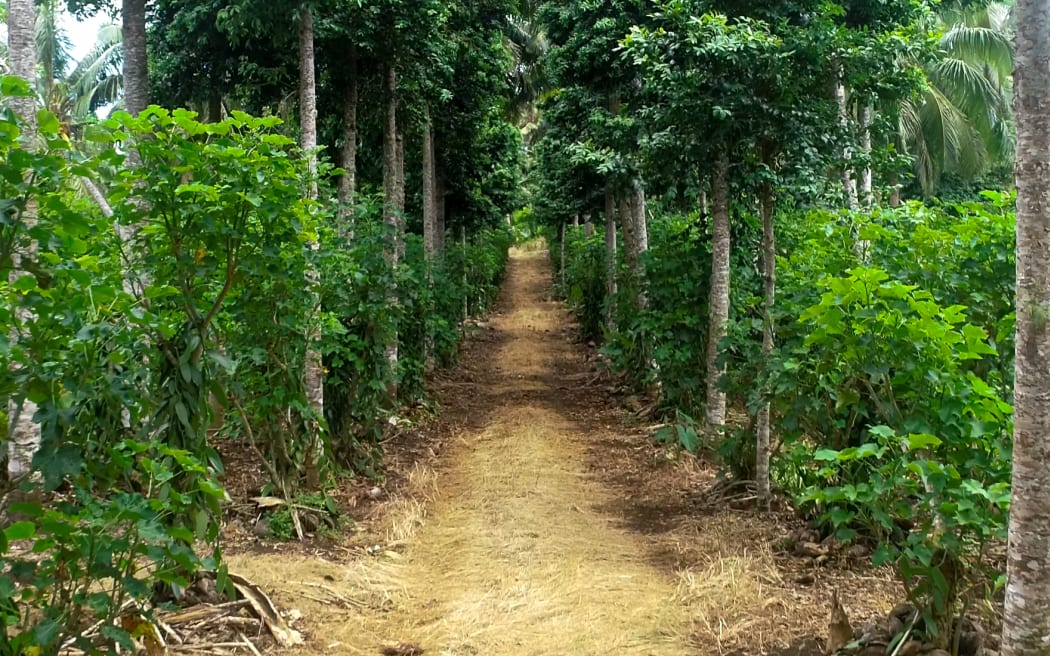 Heilala Vanilla plantation walk through