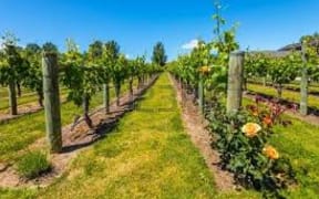 vineyard