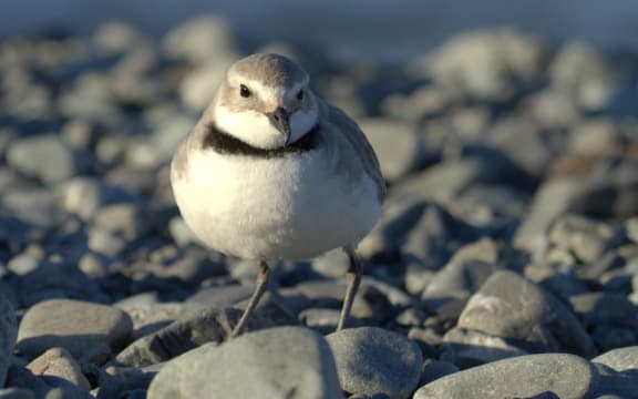 Wrybills are the only species in the world with a bill that bends to the side. There are just 5000 or so wrybills and their numbers are declining.