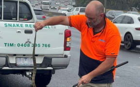 Tim from Melbourne Snake Control was contacted, quickly identified the tiger snake (the fourth most venomous snake in the world) and volunteered his services.