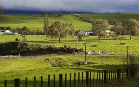 Farm, South Island, New Zealand.