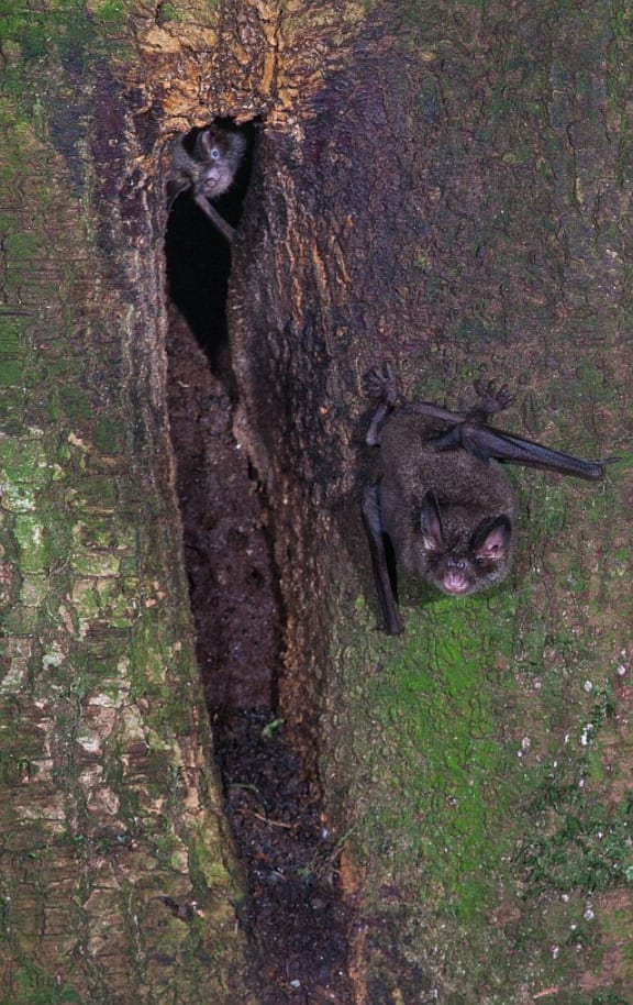 Short-tailed bats have an interesting breeding system: male bats sing to attract females to special singing roosts. The occupant of this small singing roost (at the top of the roost hole) watches as a visiting bat leaves, clinging onto the tree trunk with sharp double claws.