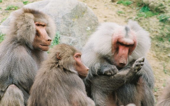 Wellington Zoo baboons