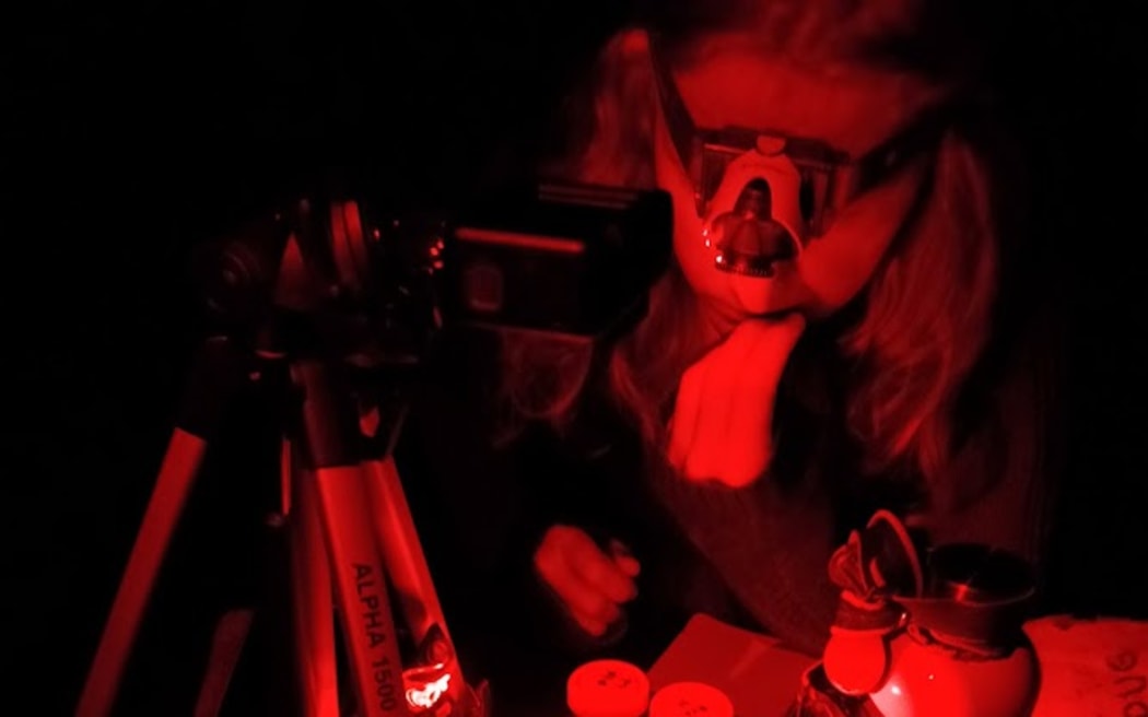 Lit by red light two beetles are set inside a cake tin. A camera on a tripod is set up above it to record.
