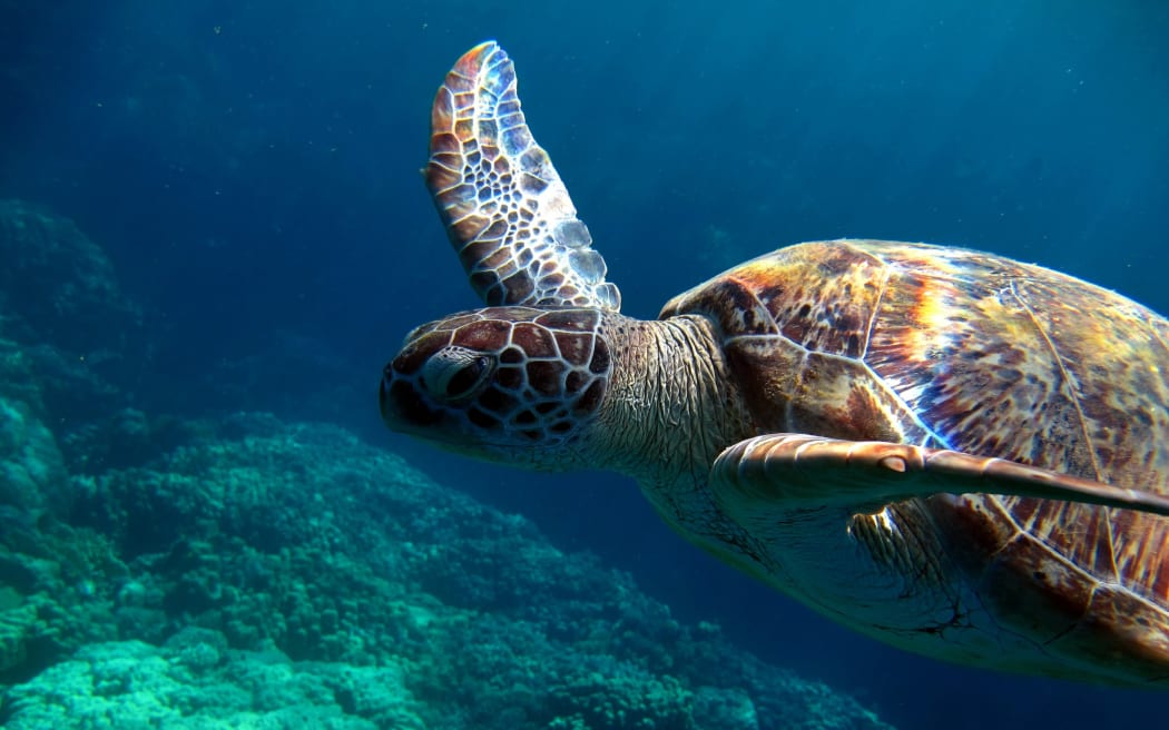 A Green Sea Turtle swimming at a reef in the Red Sea.