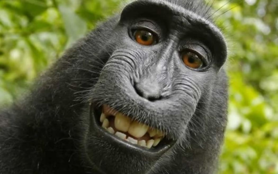 The 'selfie' taken by Naruto the monkey.
