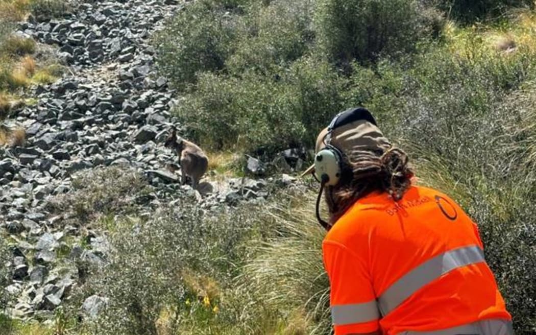 'Seeker' wallabies being dropped off in South Canterbury