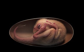 A rendition of a close-to-hatching oviraptorosaur dinosaur embryo, which is based on the new specimen 'Baby Yingliang' found in the Ganzhou, Jiangxi Province, southern China.