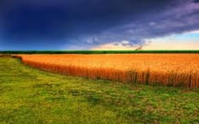 Soy plantation